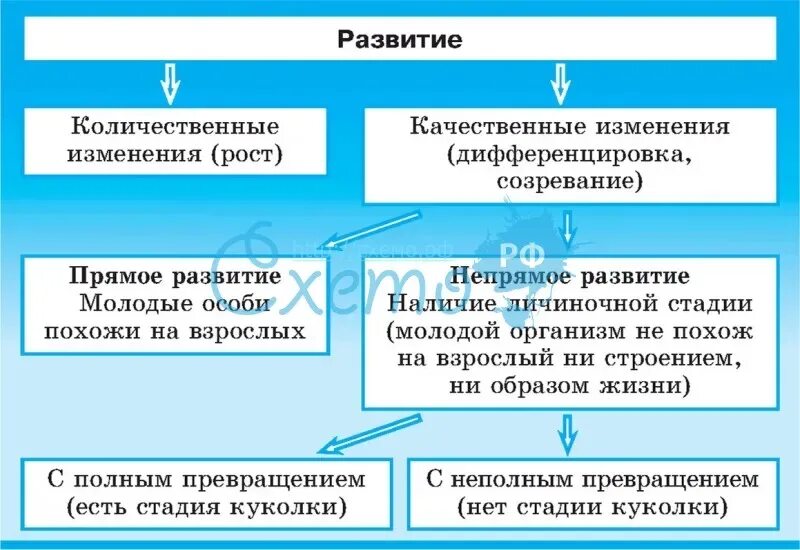 Постэмбриональное развитие таблица 10 класс. Виды постэмбрионального развития прямое и непрямое развитие. Постэмбриональное развитие таблица 10 класс. Типы индивидуального развития прямое и непрямое развитие. Таблица постэмбриональное развитие таблица.
