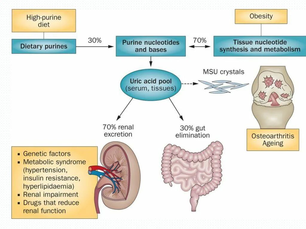 Патологии мочевой кислоты. Экскреция мочевой кислоты. Факторы вызывающие повышение мочевой кислоты. Мочевая кислота (uric acid).