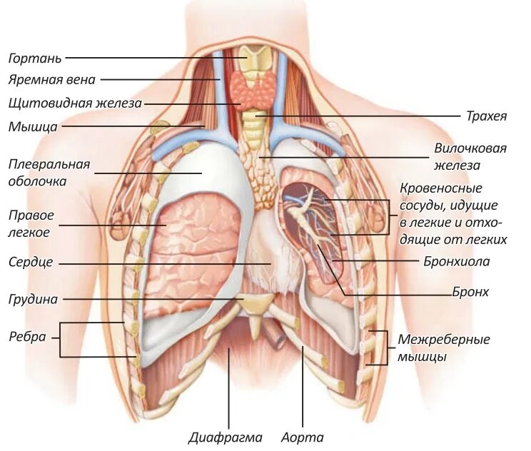 Сердце снизу. Грудная клетка человека строение анатомия с органами. Строение грудной клетки женщины с органами. Анатомия грудной клетки женщины с органами.