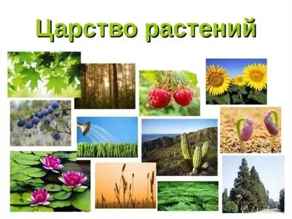Растения 4 класс естествознание