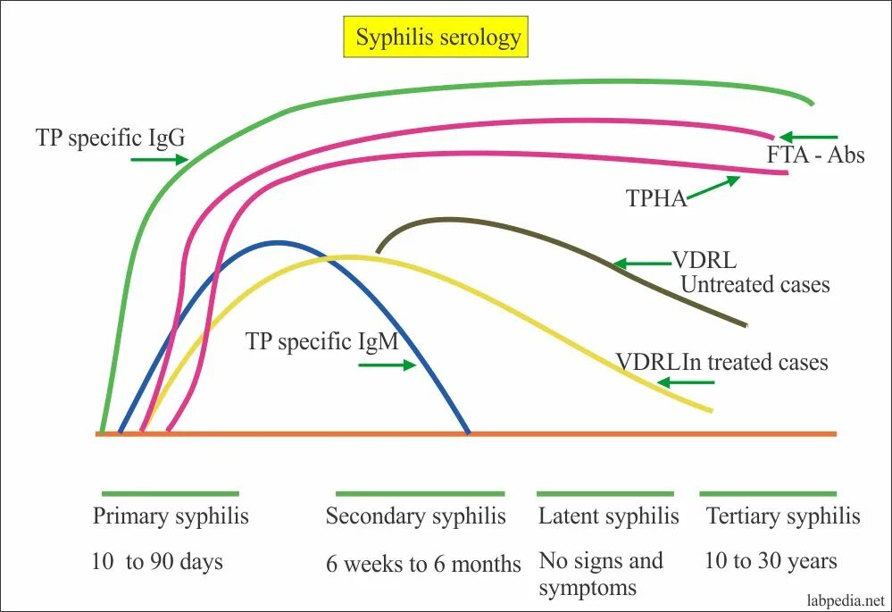 Treponema pallidum igм igg. Сифилис RPR (Rapid Plasma Reagin – антикардиолипиновый тест). VDRL тест.