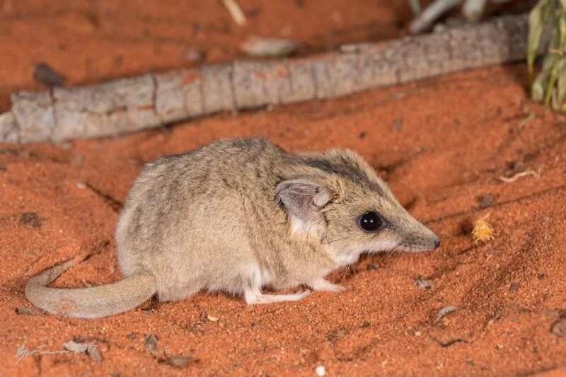 Западный нинго. Сумчатая землеройка. Австралийская сумчатая мышь. Австралийская сумчатая землеройка. Ningaui ridei.