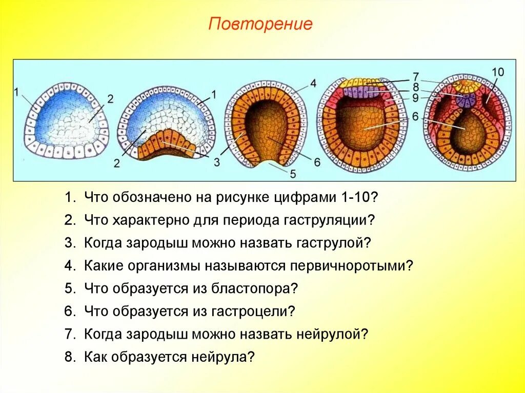 Эмбриогенез стадия гаструлы. Эмбриогенез бластопор. эмбрион гаструла. эмбриогенез гаструла бластула. эмбриональный период гаструляция.