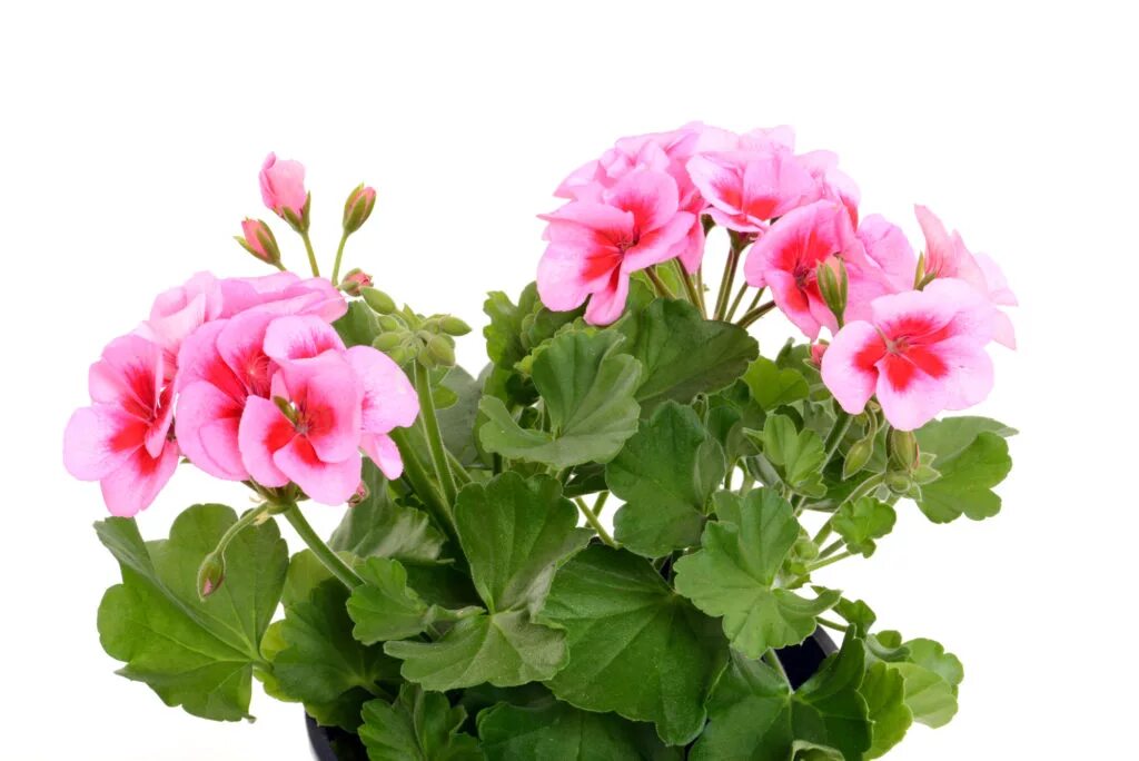 маленькая герань в горшке. герань цветущая. Red pimpernel пеларгония. герань комнатная цветение. пеларгония.