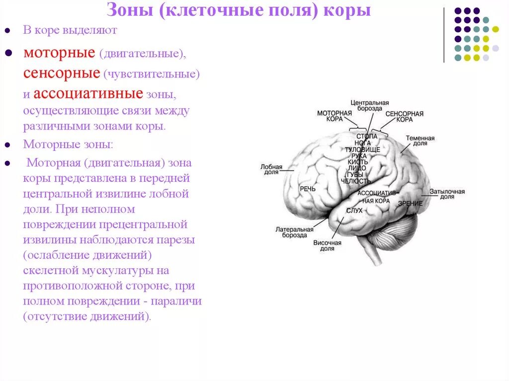 Ассоциативные зоны коры мозга. Чувствительные двигательные и ассоциативные зоны новой коры. Моторная, префронтальная, сенсорные зоны коры. Зоны коры головного мозга сенсорная моторная ассоциативная. Сенсорная моторная ассоциативная зоны коры головного мозга схема.