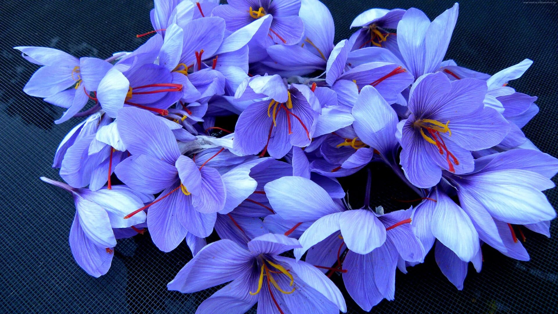 Цветок 4 апреля. Крокус Шафран синий. Крокус Шафран голубой цветок. Крокус синий цветок. Фиолетовые весенние цветы.