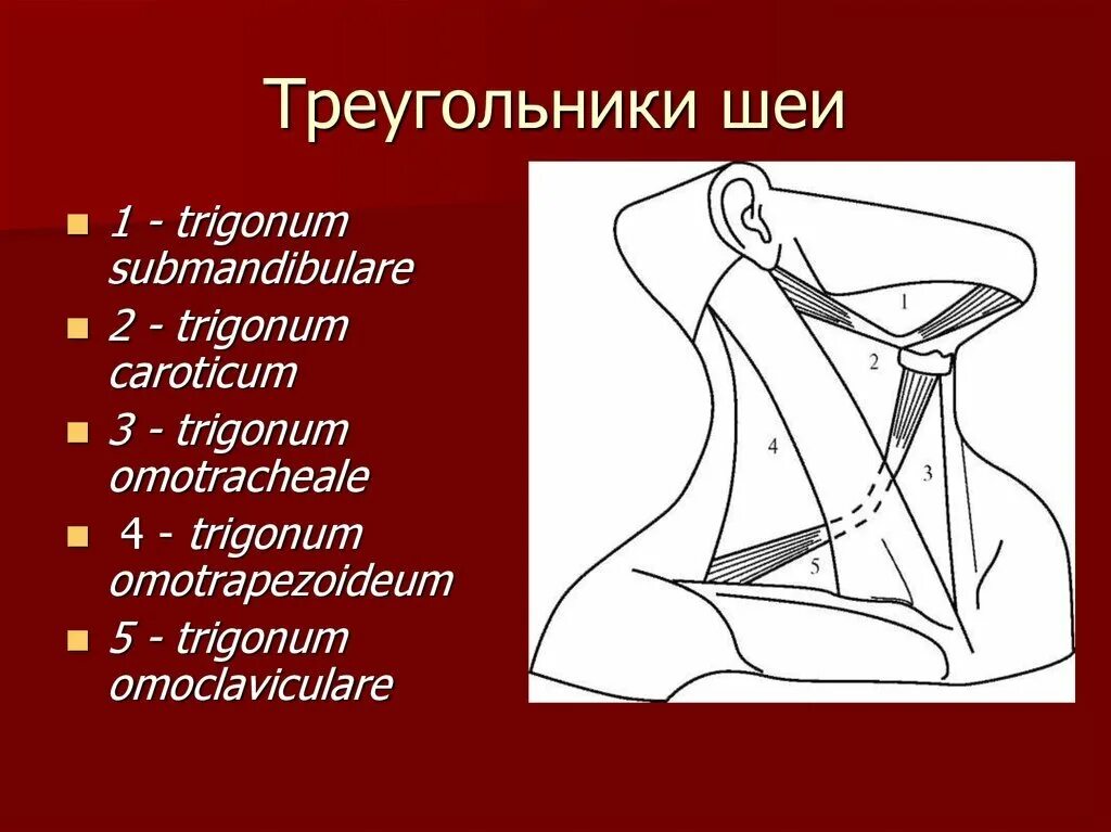 Содержимое шеи. Наружный треугольник шеи топографическая анатомия. треугольники шеи топографическая анатомия. топография латерального треугольника шеи.
