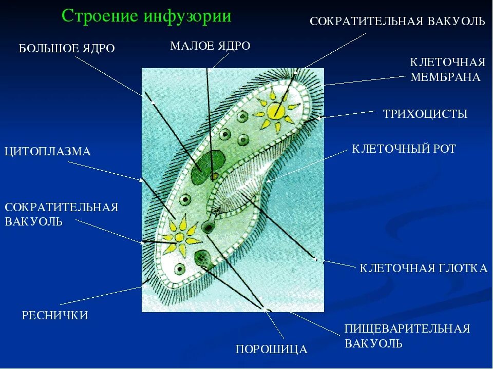 Структуры инфузории туфельки. Инфузория туфелька 7 класс биология. Строение реснички инфузории. Инфузория туфелька строение. Реснички инфузории туфельки строение.