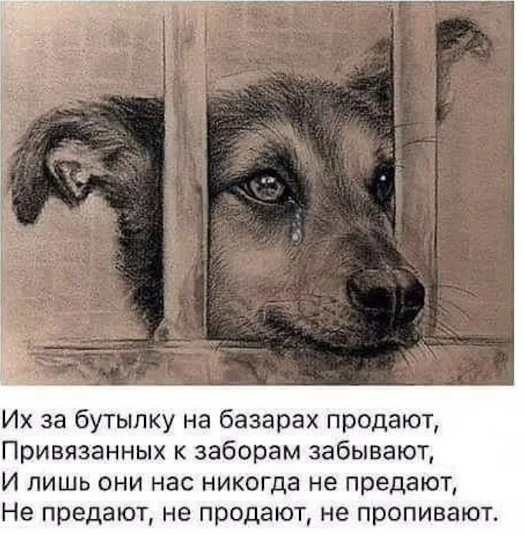 Грустные стихи про собак. Стихи про брошенных животных. стихи про собаку преданность. картины бездомных животных. афоризмы о бездомных животных.