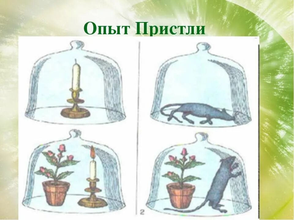 Подпишите что доказывают изображенные на них опыты. Опыты пристли по фотосинтезу. опыты по фотосинтезу и дыханию растений.
