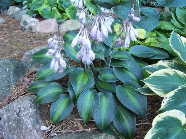 Класс хост. Хоста &quot;touch of class&quot; (hosta). хоста тоух оф гласс. хоста грейд эскейп. хоста катерина v2 tim.