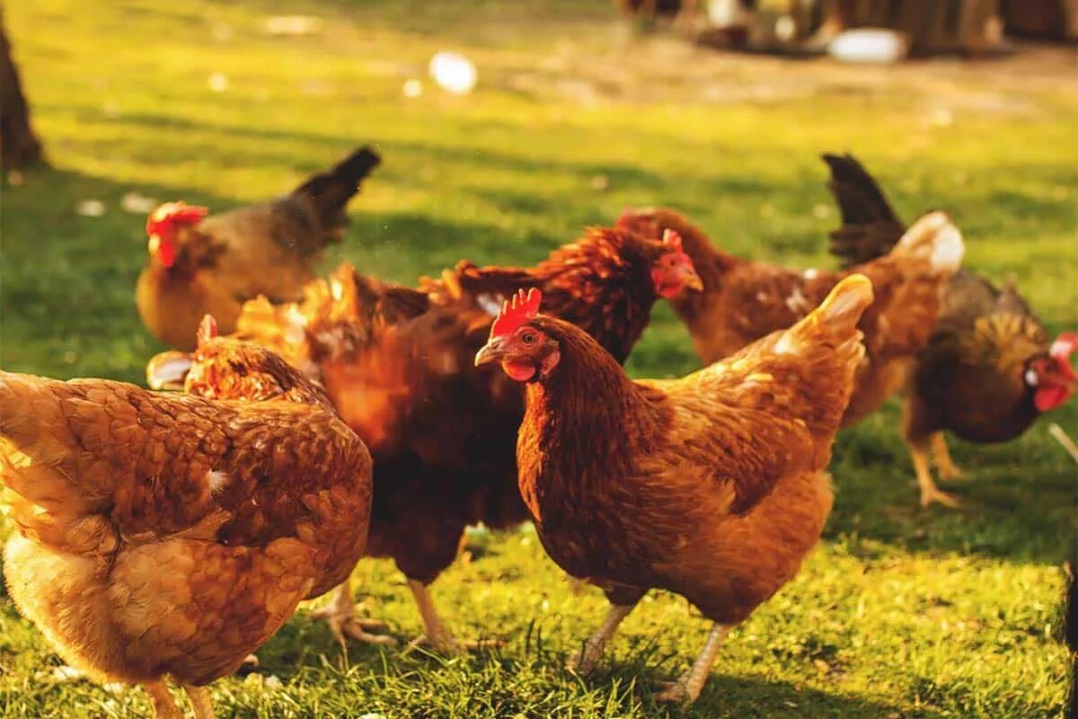 Your chickens. Куриное хозяйство на даче. Сельскохозяйственные животные Птицеводство. Домашние птицы гуляют. Ataks Yumurtasi.