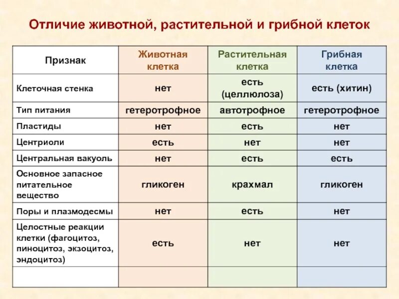 Сравнение клетки грибов растений животных. Отличие грибной клетки от растительной. Отличия животной и растительной клеток и клеток грибов. Различия клеток растений животных грибов. Отличие клетки грибов от растений.