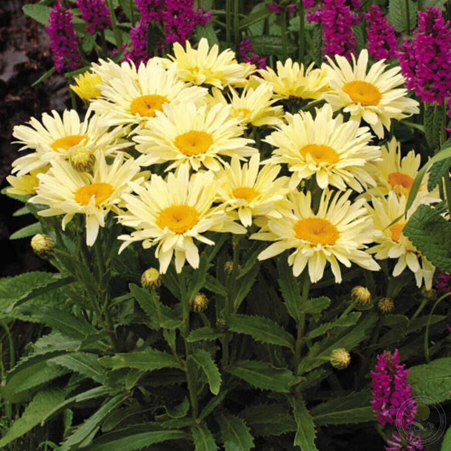 Нивяник Leucanthemum Banana Cream: фотогалерея Зеленый рай Фотогалерея природы н