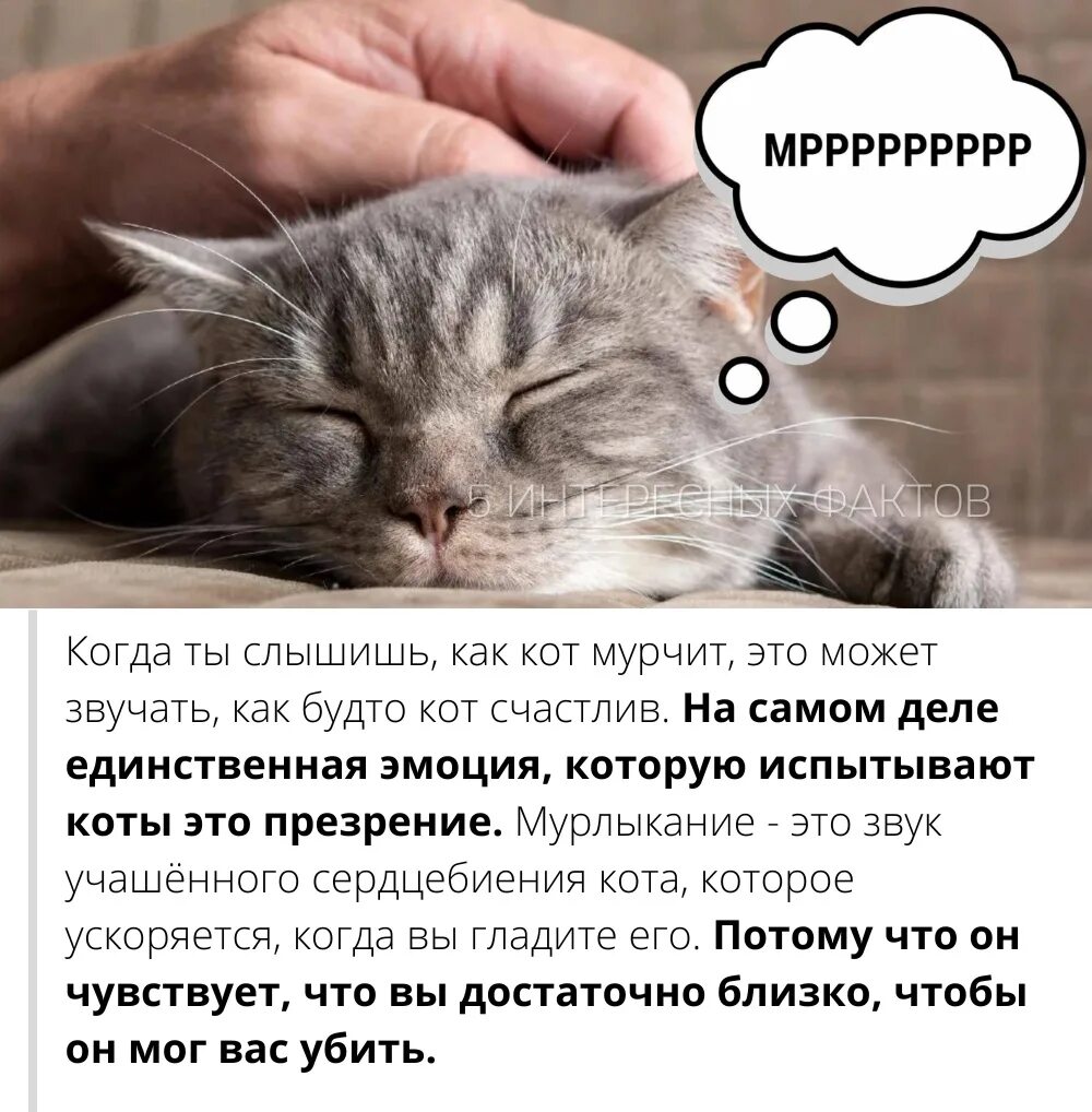 Мурчание котика. Кошка мурлычет. Котенок мурчит. Мурчание котят. Как кот мурлыкает.