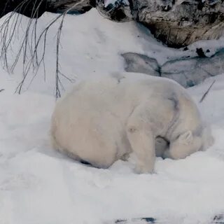Засыпал белый белый
