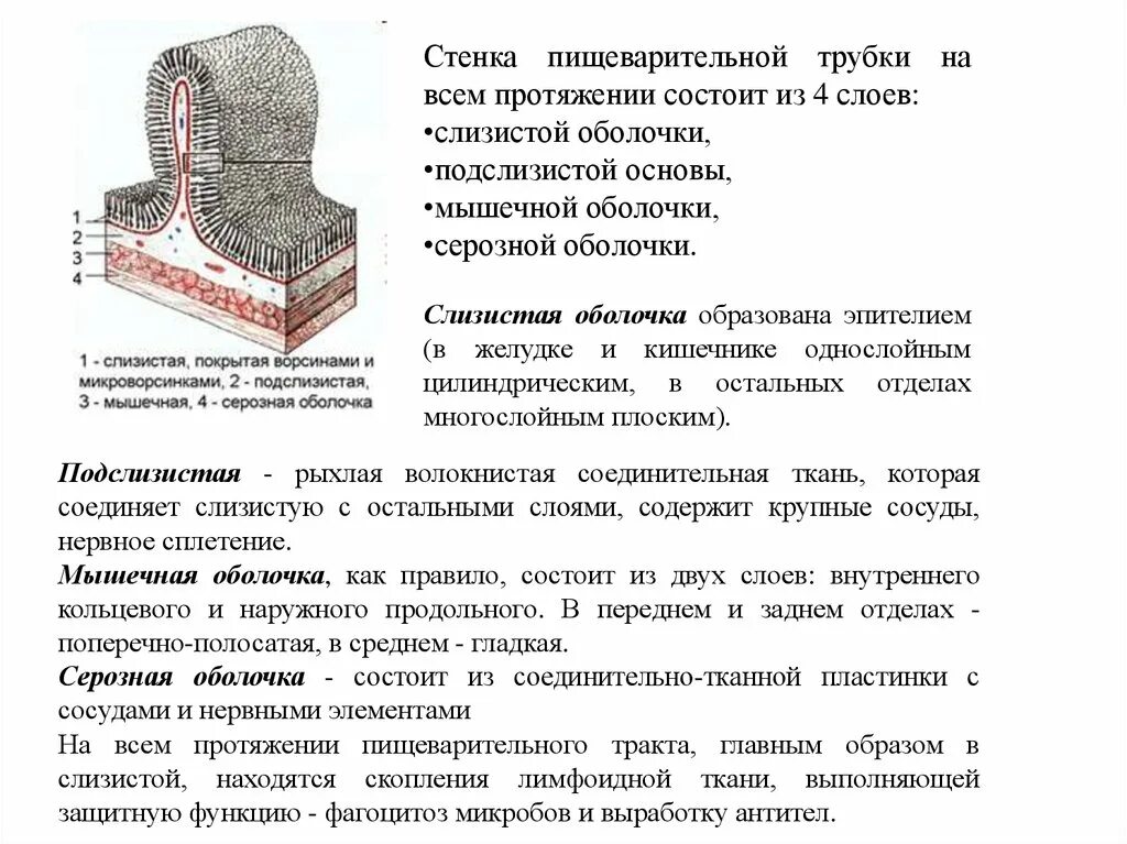 Кольцевой слой. Подслизистая оболочка состоит из. Подслизистый слой мышечная оболочка. Наружный слой продольный внутренний кольцевой. Внутренний круговой слой мышечной оболочки \.