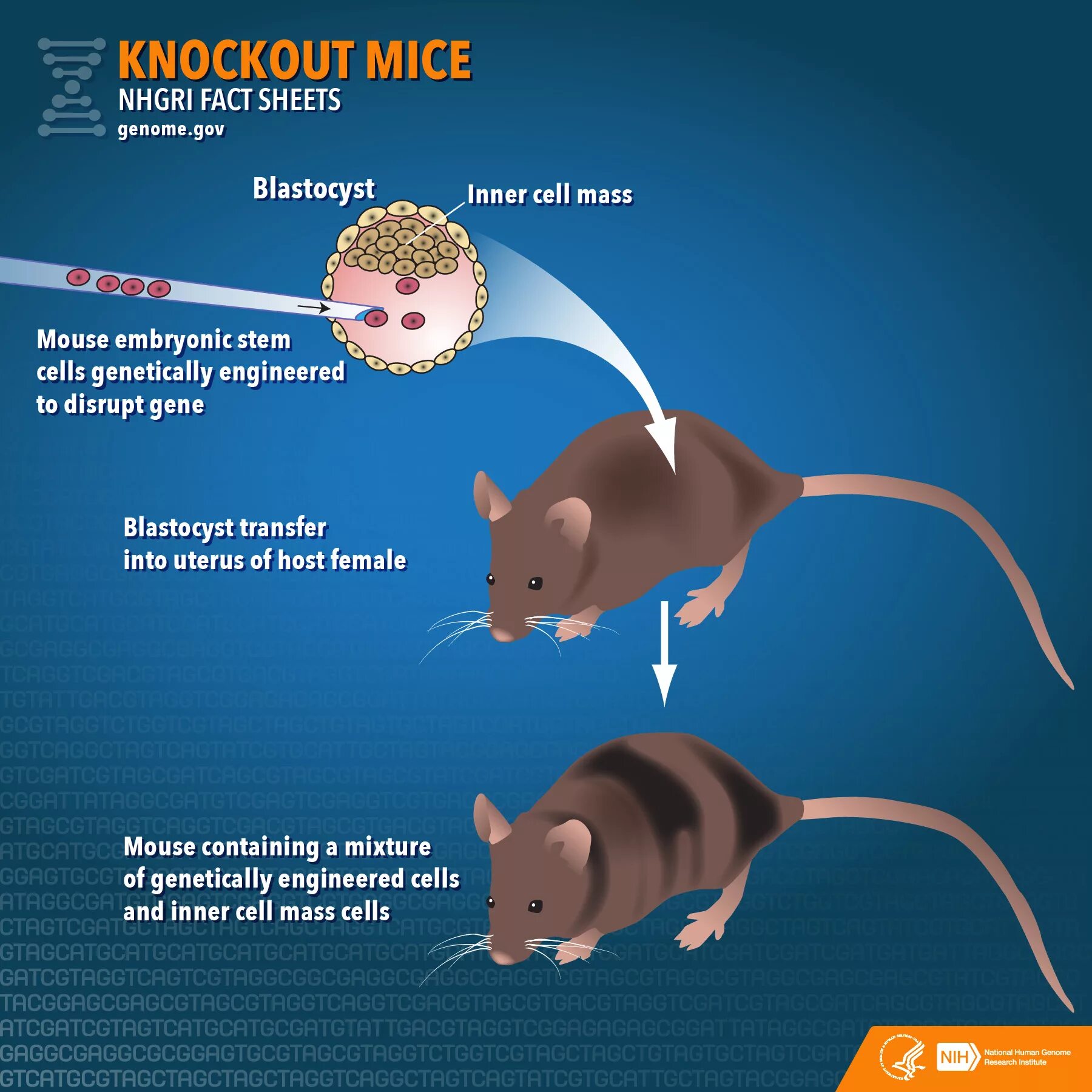 Mice cells