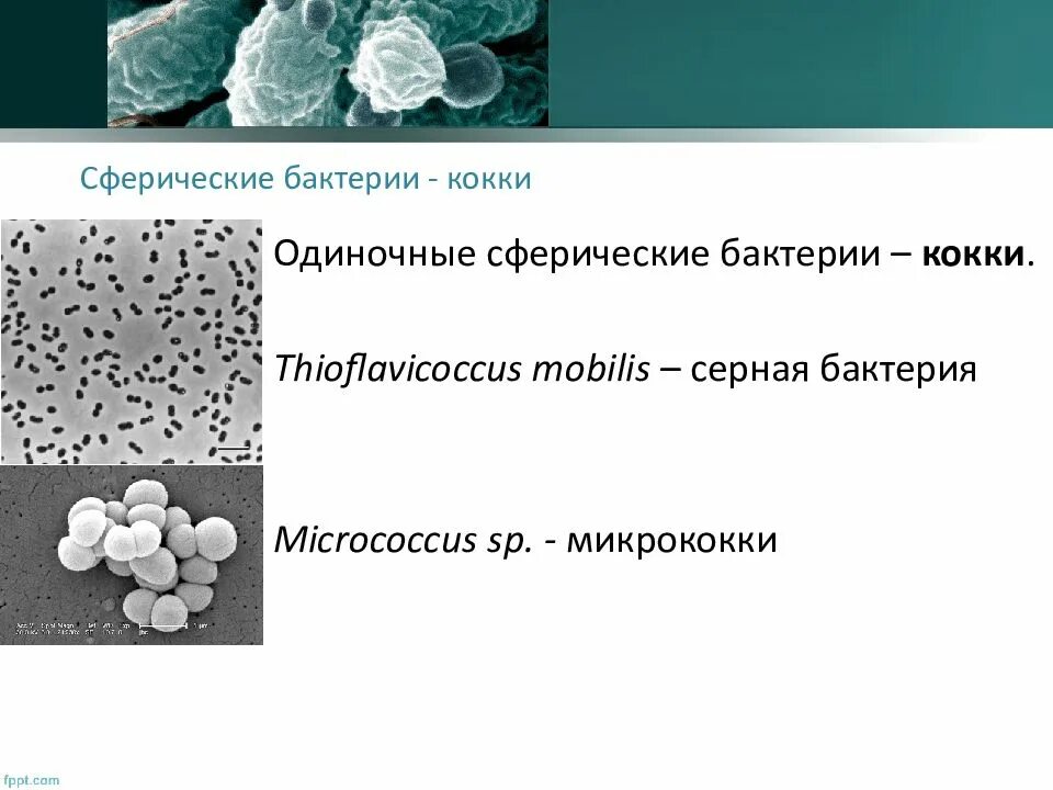 6 примеров бактерий. Шарообразная форма бактерий кокки. Морфология микроорганизмов микрококки. Шаровидные молочнокислые бактерии. Сферические бактерии кокки.