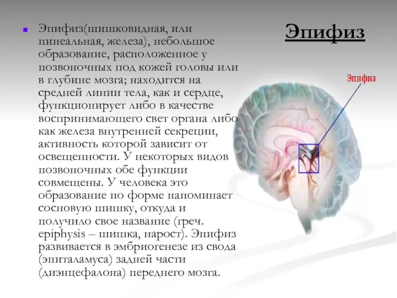 Пинеальная железа это. Строение головного мозга эпифиз. Эпифиз рефлексы. Функции эпифиза мозга. Шишковидная железа (эпифиз).
