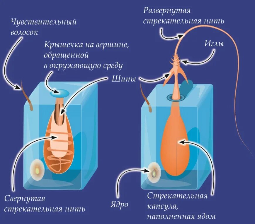 В каком слое находится стрекательная клетка. Механизм действия стрекательной клетки. Строение стрекательной клетки. Стрекательные клетки кишечнополостных. Стрекательные клетки гидры функции.