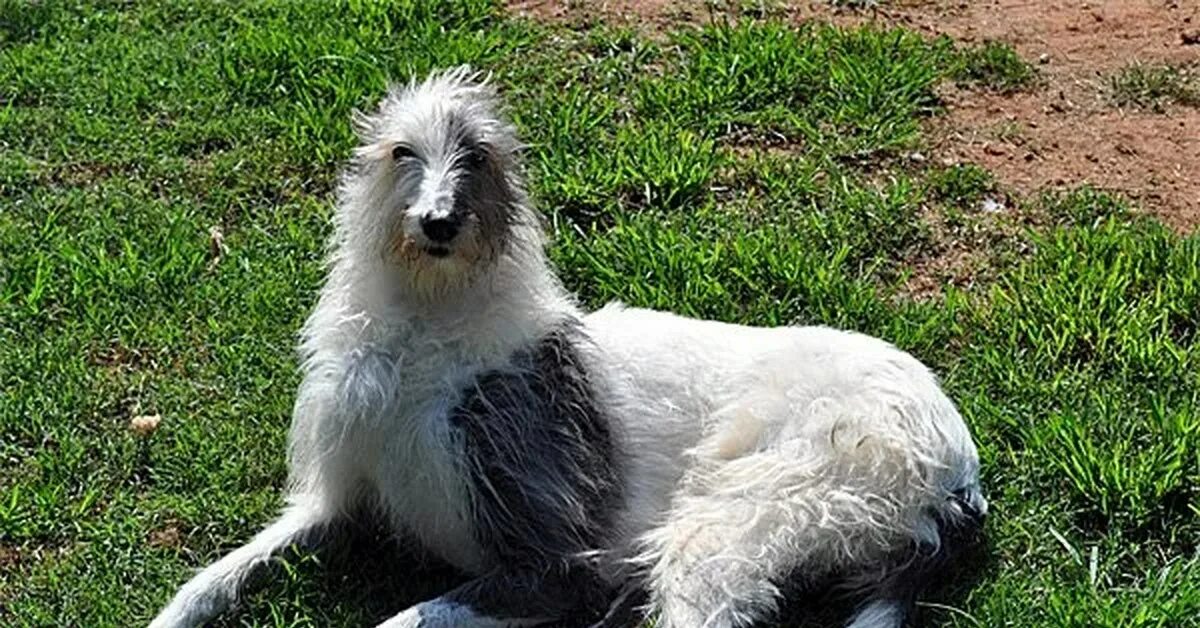 Американский странхаунд. Стагхаунд порода. Олень или собака. American staghound. Американская оленья борзая.