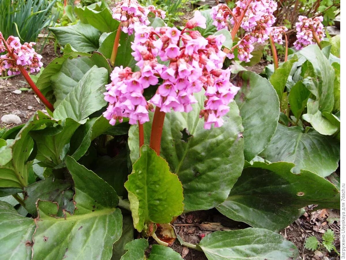 Бадан уход в открытом грунте. Бадан толстолистный (в. crassifolia). Бадан толстолистный листья. Бадан Пурпуреа. Бадан Королевский.