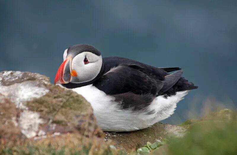 Птичье царство. Птичье царство рассказ краткое. Птицы воронежского заповедника презентация. Произведение мокшина птичье царство. Птицы обобщение.