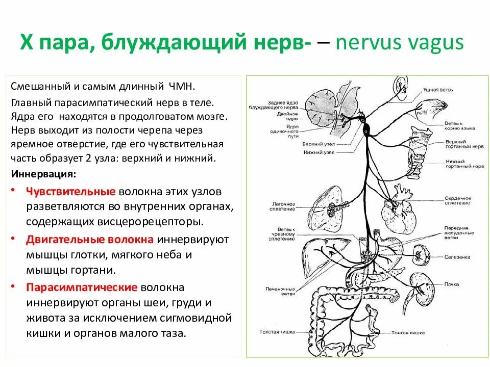 Блуждающий нерв 1 Нейрон. 10 Пара блуждающий нерв схема. 10 Пара блуждающий нерв. Блуждающего нерв (вагус).