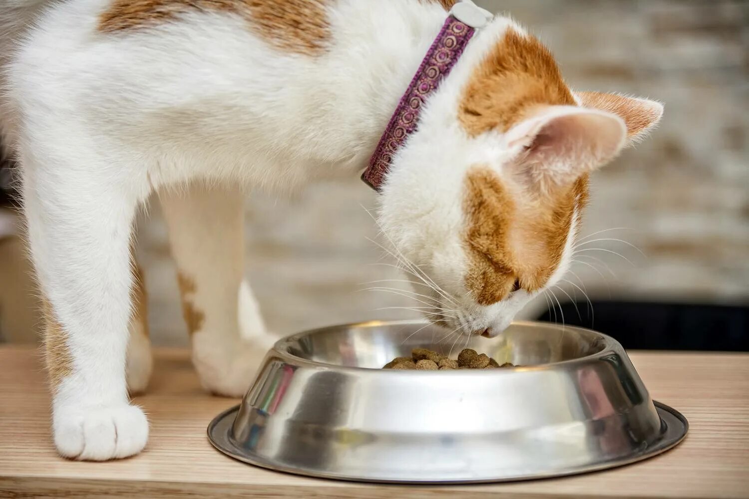 Котика кормят. Кормление котика. Еда для котят. Еда для кошек. Еда для котов.