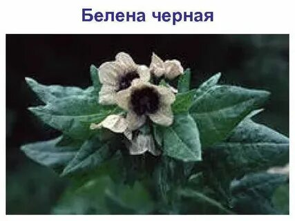 Белена что это значит