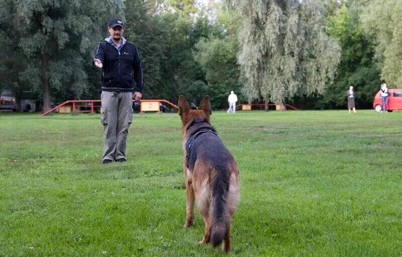 Команды для собаки обучение. Высказывания о собаках. Дрессировка животных. Как научить собаку сидеть. Как научить собаку стоять.