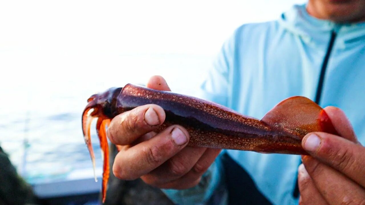 Лов кальмара. Свежевыловленный Приморский кальмар. Вылов кальмара 2022. Ловля кальмара в Приморском крае. Ловля кальмара