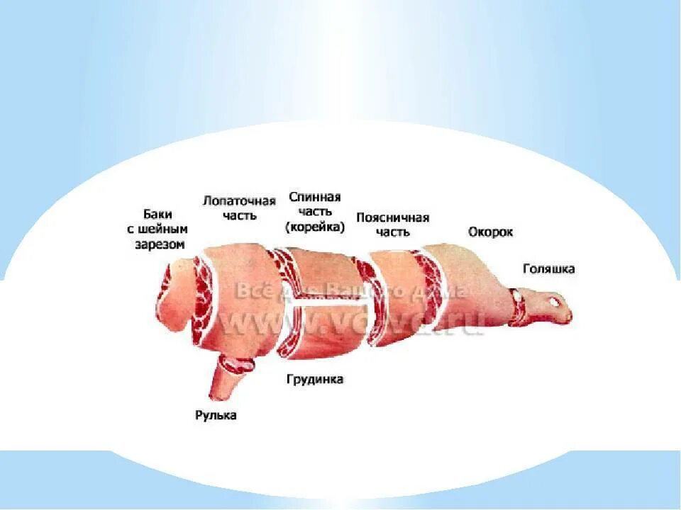 Части свиного мяса. Схема разделки свиной туши с названиями частей. Схема разделки свиной туши туши. Схема разделки свиной туши карбонат. Схема разделки свиной туши.