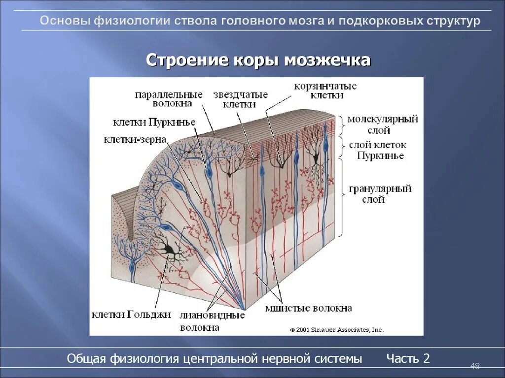 Строение коры мозжечка гистология. Слои и клетки коры мозжечка. Клетки мозжечка гистология. Строение нейронов коры головного мозга.