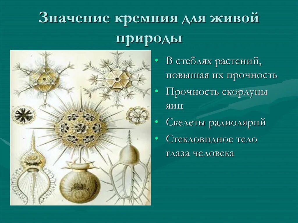 Почему кремний основной элемент неживой природы. Роль кремния в природе. Биологическая роль кремния. Значение кремния в организме человека. Кремний в живых организмах.