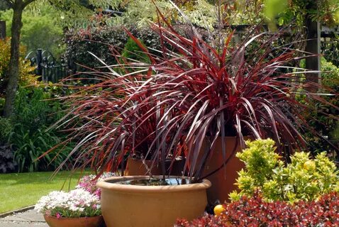 Plants plus