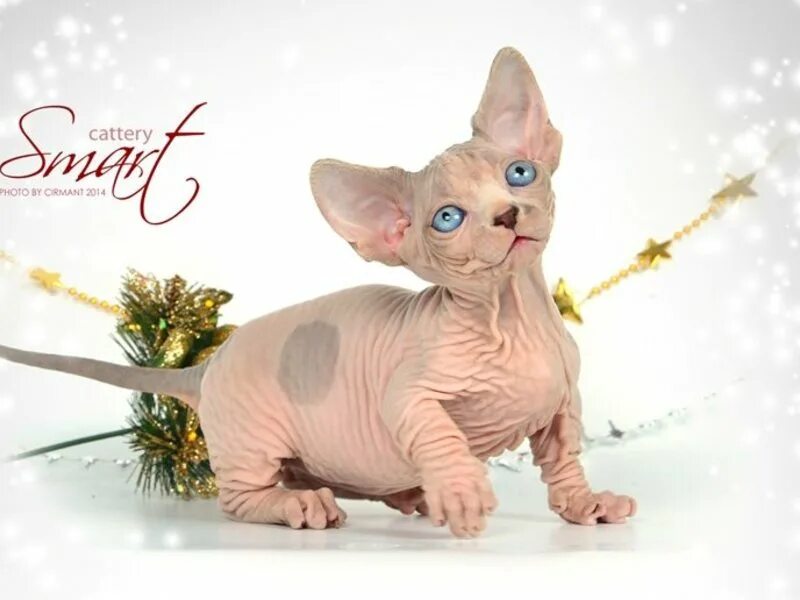 толстый сфинкс. питомник кошек сфинксов. сфинкс в москве. сфинкс кошка питомник. котенок сфинкс саратов.