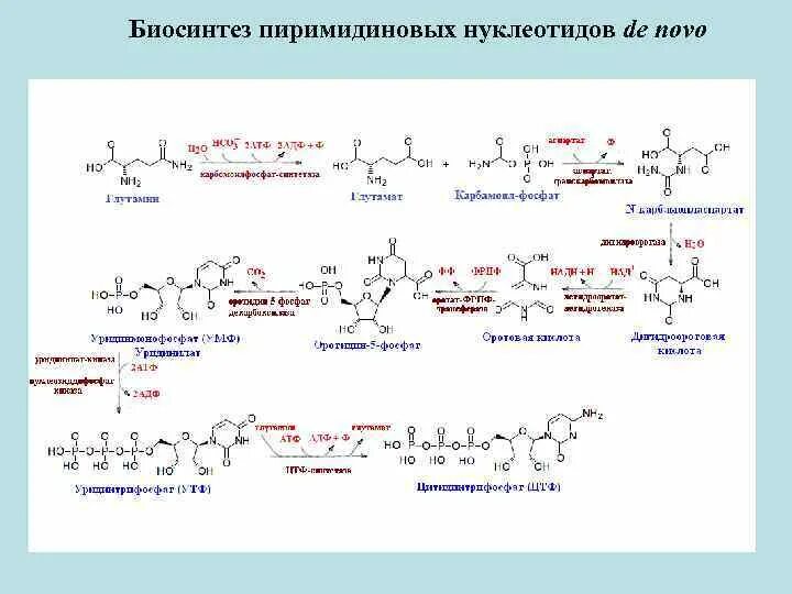 Механизм биосинтеза. Схема синтеза пиримидиновых нуклеотидов. Синтез пиримидиновых нуклеотидов биохимия реакции. Синтез и распад пиримидиновых нуклеотидов биохимия. Синтез пиримидиновых нуклеотидов биохимия схема.