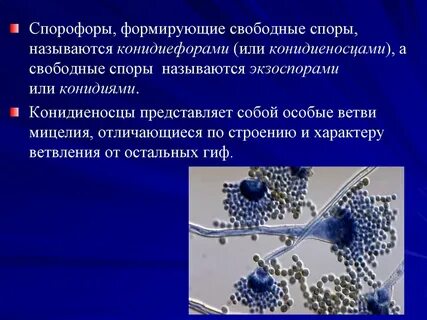 Спорой называют