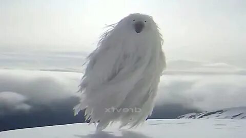 Птица из 2027 как называется