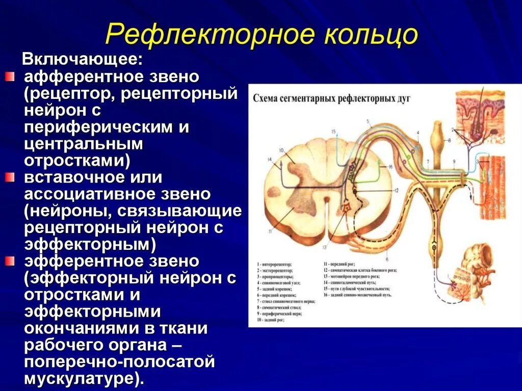 Виды вегетативных рефлексов физиология. Симпатическая и парасимпатическая рефлекторная дуга схема. Вегетативные рефлексы примеры. Эфферентное звено рефлекторной. Эфферентное звено рефлекторной.
