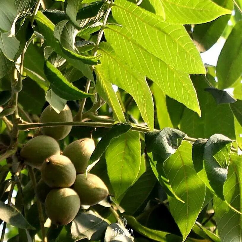 Орех маньчжурский серый. Орех серый (juglans cinerea l. Серый орех и маньчжурский орех. Орех серый (juglans cinerea l. Орех маньчжурский серый.