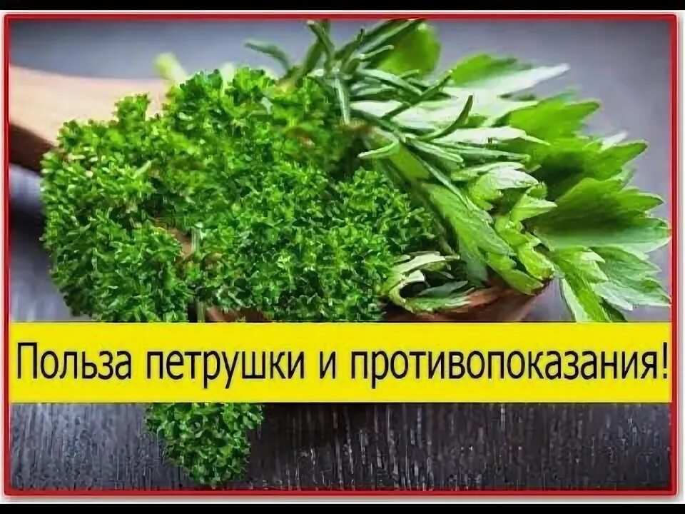 Maydanoz. Чем полезна петрушка для организма человека. Петрушка лечебное растение. Петрушка польза для организма женщины. Петрушка для организма.