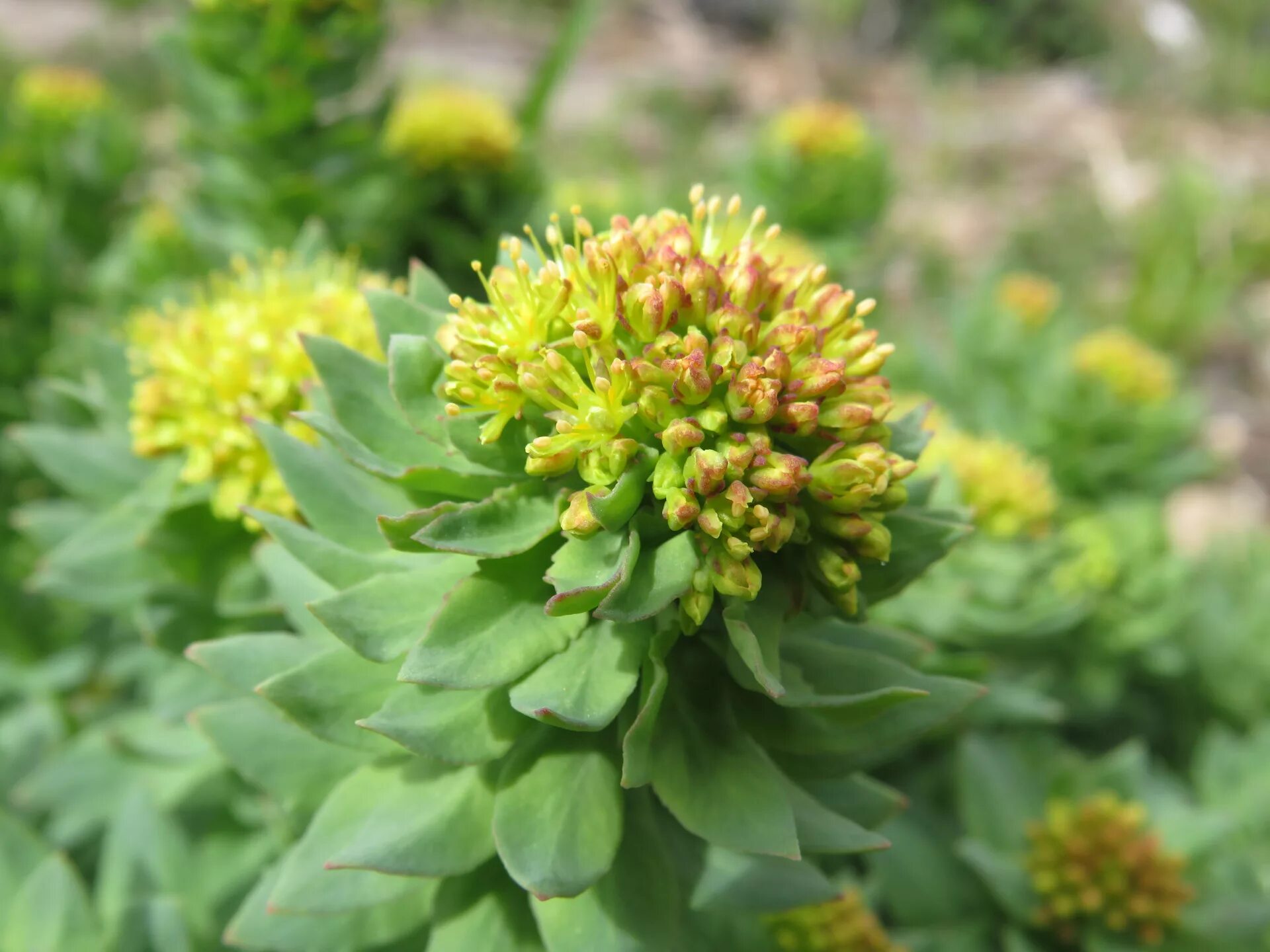 Золотой корень родиола. Родиола розовая Rhodiola rosea. Родиола иремельская. Родиола линейнолистная.