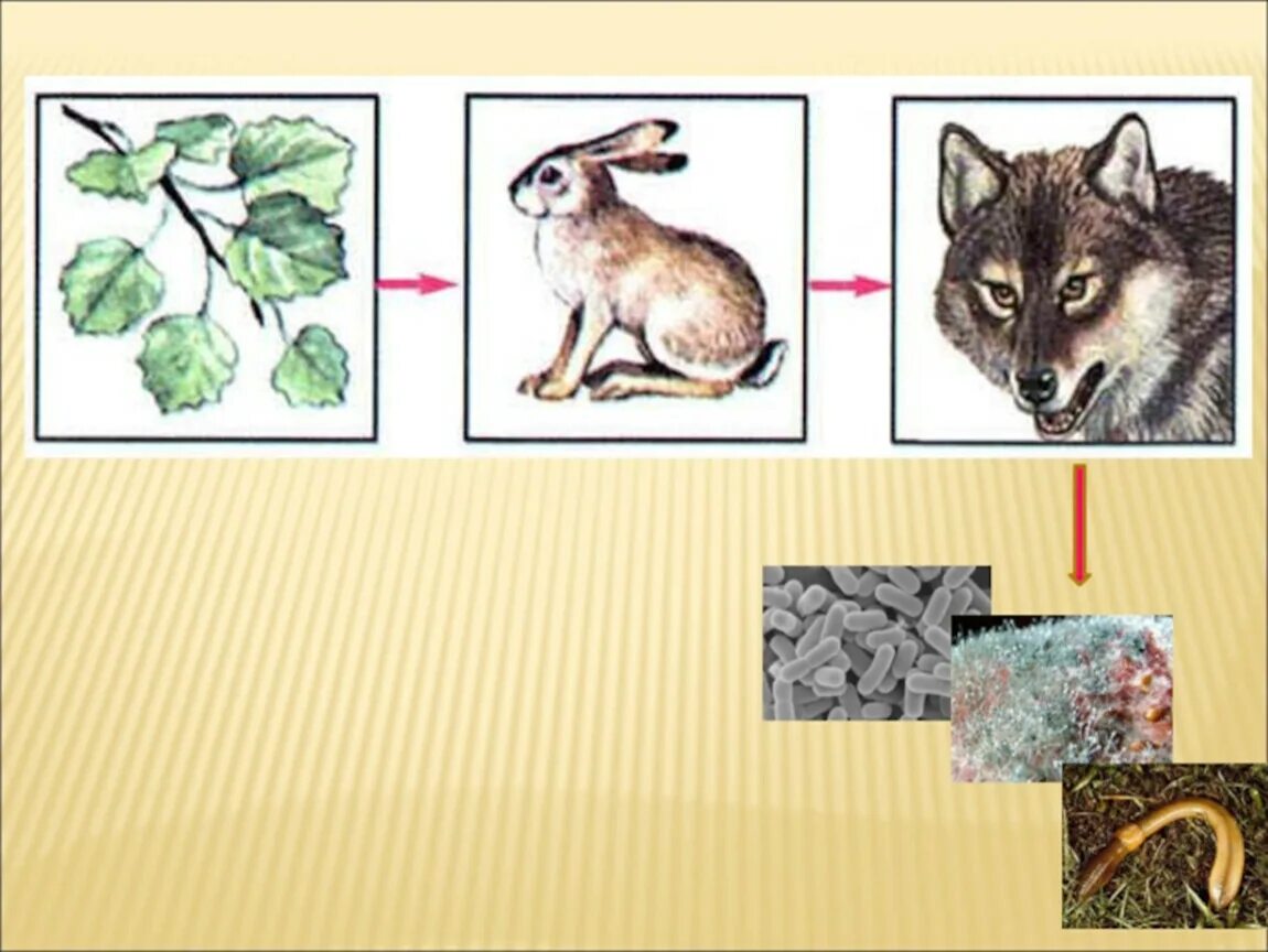 Цепь питания осина заяц волк. Цепи питания 5 кл биология. Пищевые Цепочки в природных сообществах. Природная цепочка питания.