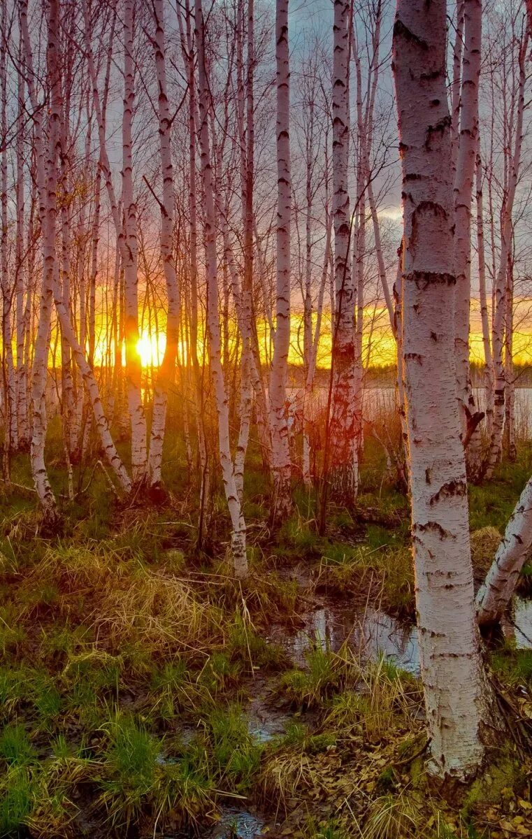 Весенний лес. Березы на болоте. Рассвет березы. Болотные березки