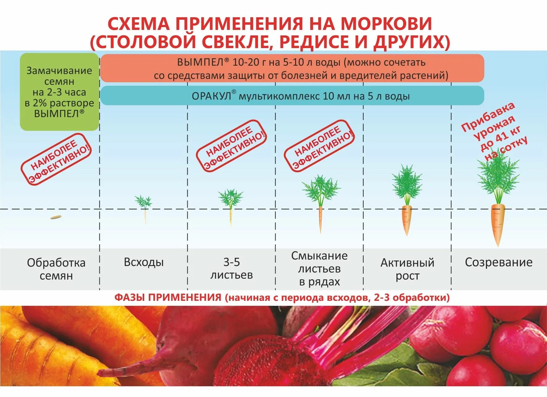 Масса выращенной моркови в 3 раза. Схема удобрения моркови. Стадии развития моркови. Фазы развития моркови. Схема роста моркови.