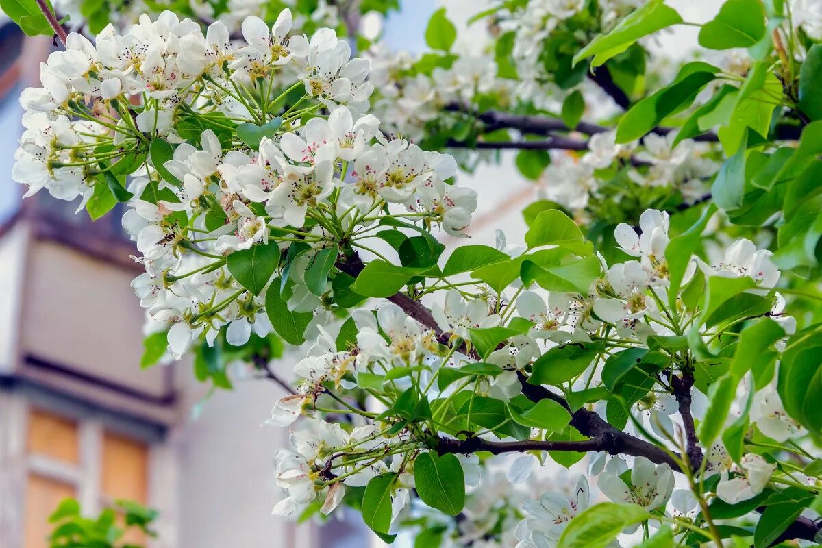 Девочка весной. Стихи о цветущем барбарисе. Вишневое дерево ранней весной. Аромат цветущих деревьев. Сакура вишня декоративная.
