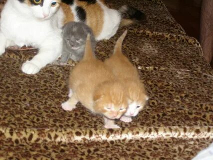 2 х недельный котенок